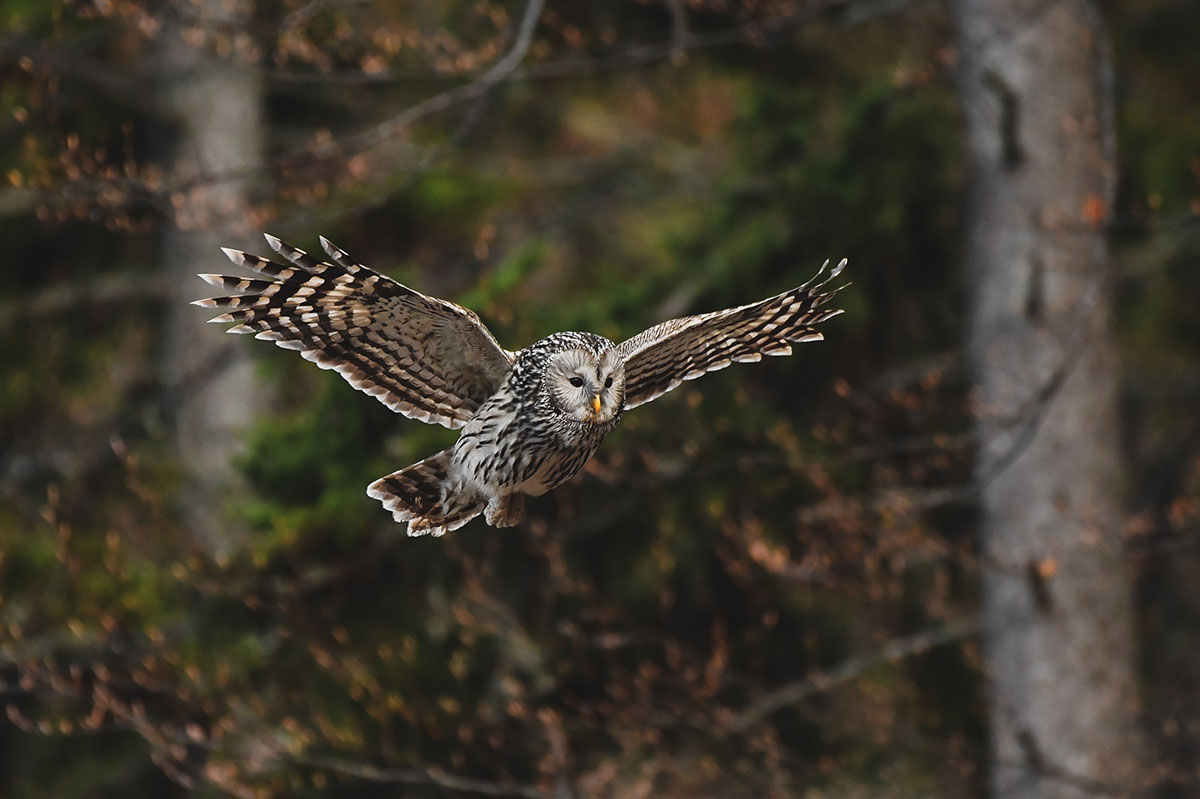 Ural owl flying through woodland in Slovenia.