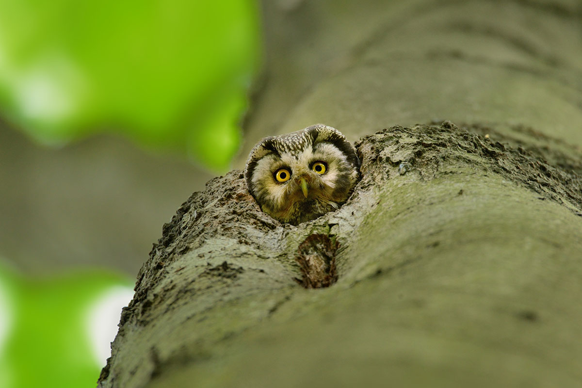 Boreal owl looking out from a tree cavity in Slovenia.