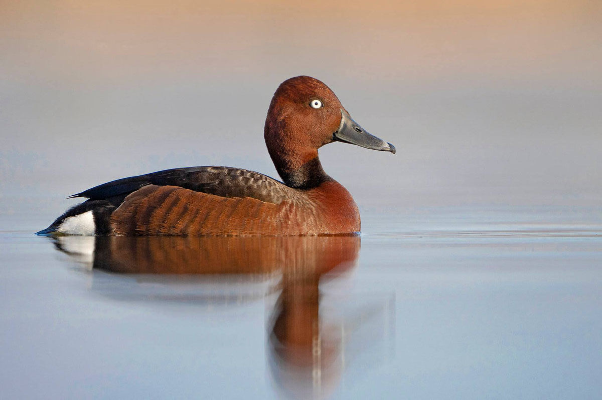 Witoogeend 1 - Fotoreis Slovenië - watervogels fotograferen op de waterlijn