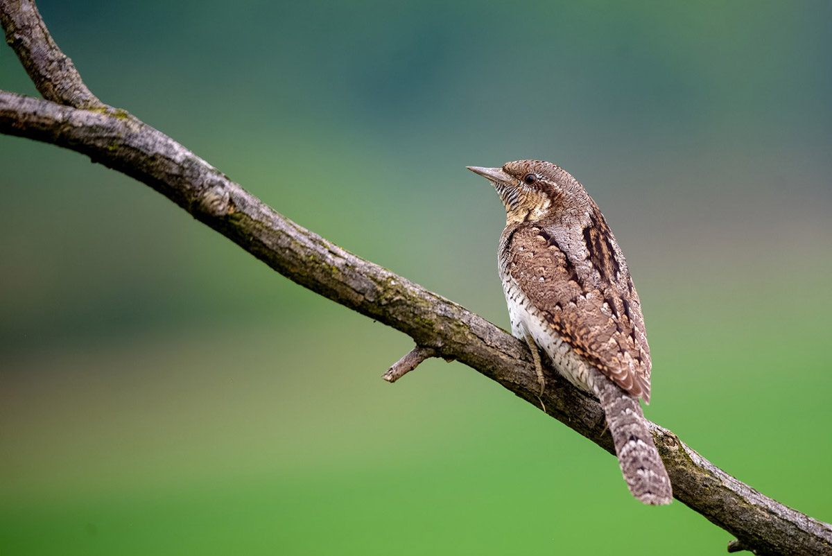 Wryneck perched on a branch in Slovenia.