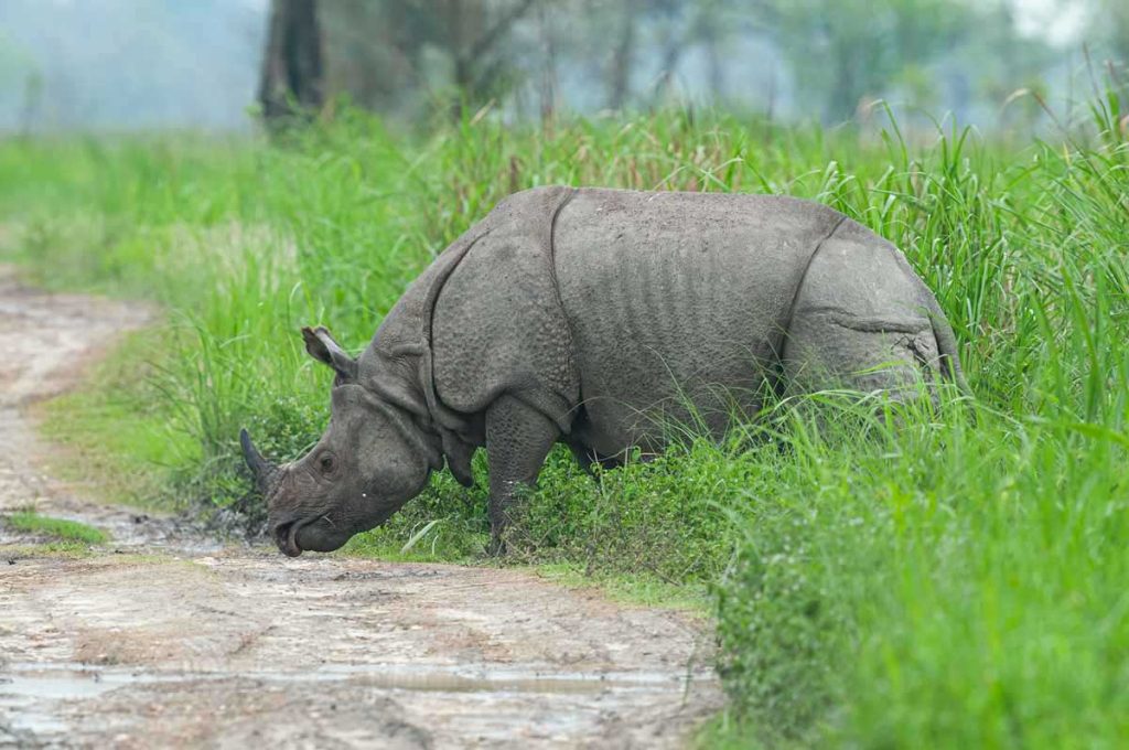 Indian one horned Rhinoceros photographed during a wildlife photography safari in India