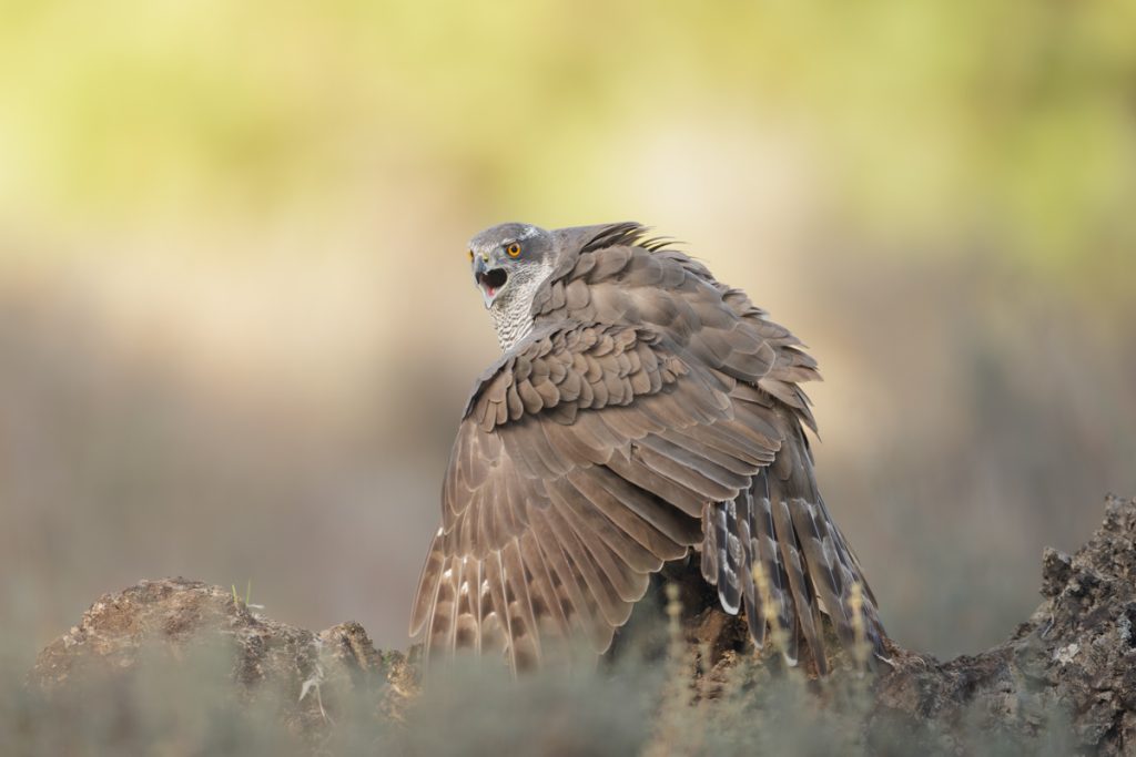 Goshawk Mantling in Extremadura