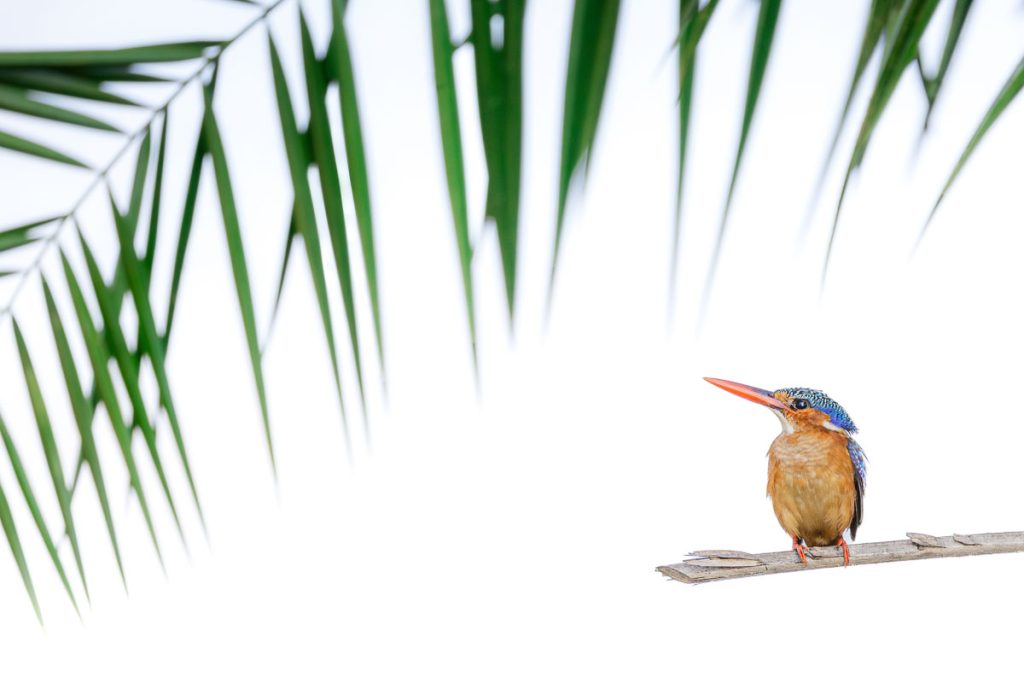 a photo of an Malachite kingfisher High key portrait. Framed by palm tree taken in The Gambia.