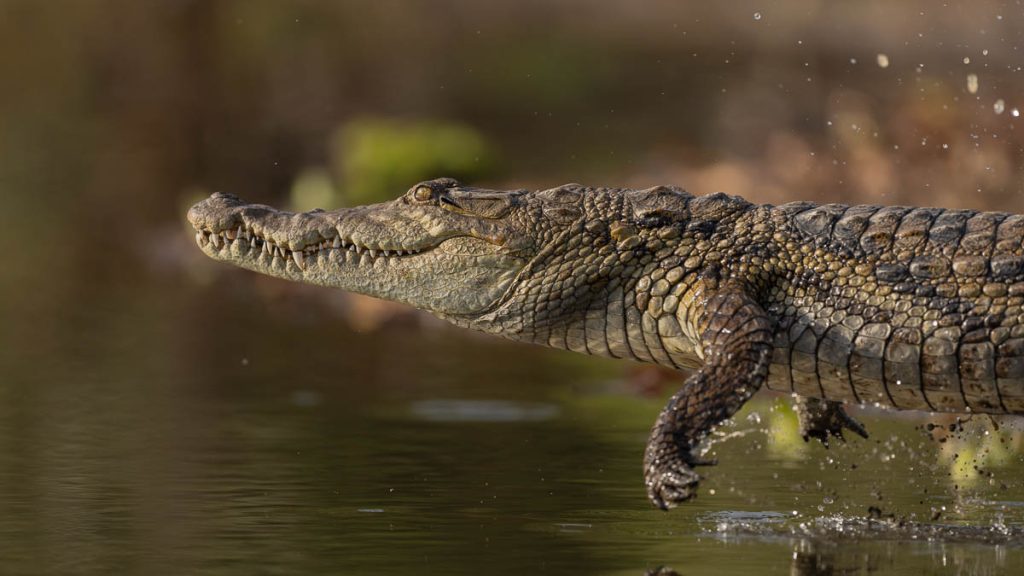 large West African crocodile jumping through the air. Taken in the Gambia Photo trip