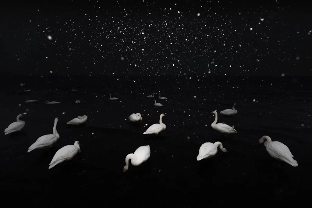 A group of swimming swans can be seen in the dead of night during a snowfall in Hokkaido, Japan. Nature Talks, Naturetalks.com from the UK sells wildlife photography tours here – they teach clients how to find and photograph these animals.
