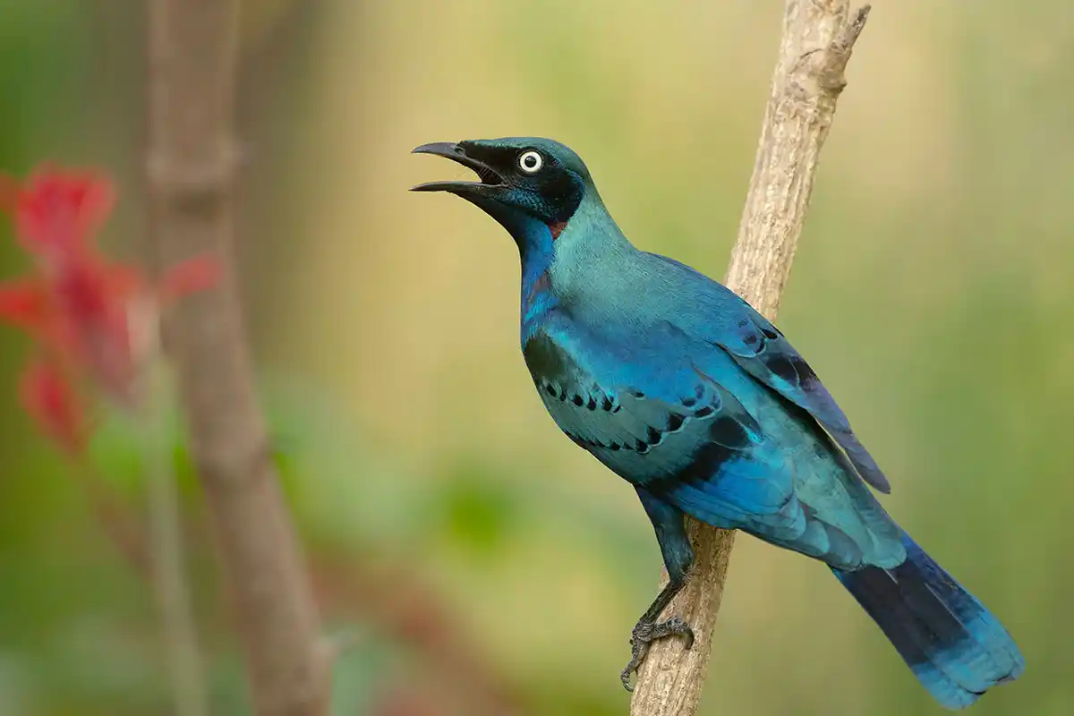 Glossy starling with flower in the background.