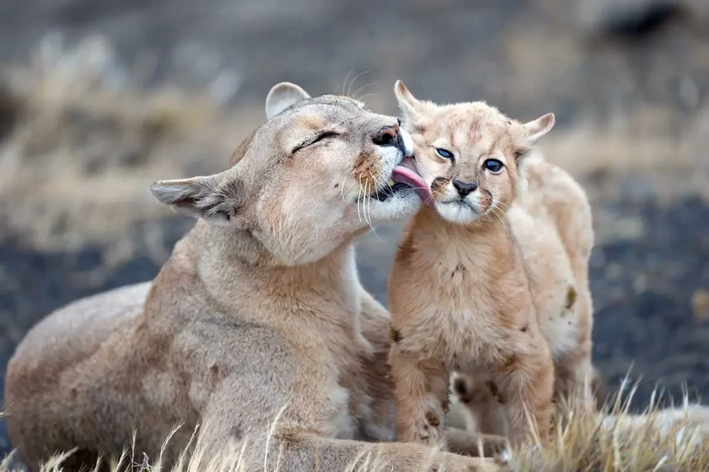A big cat (species puma) mother can be seen licking the face of one of her babies to clean her. They are in Chile's Torres del Paine Mountain range. Nature Talks, Naturetalks.com from the UK sells wildlife photography tours here – they teach clients how to find and photograph these animals.