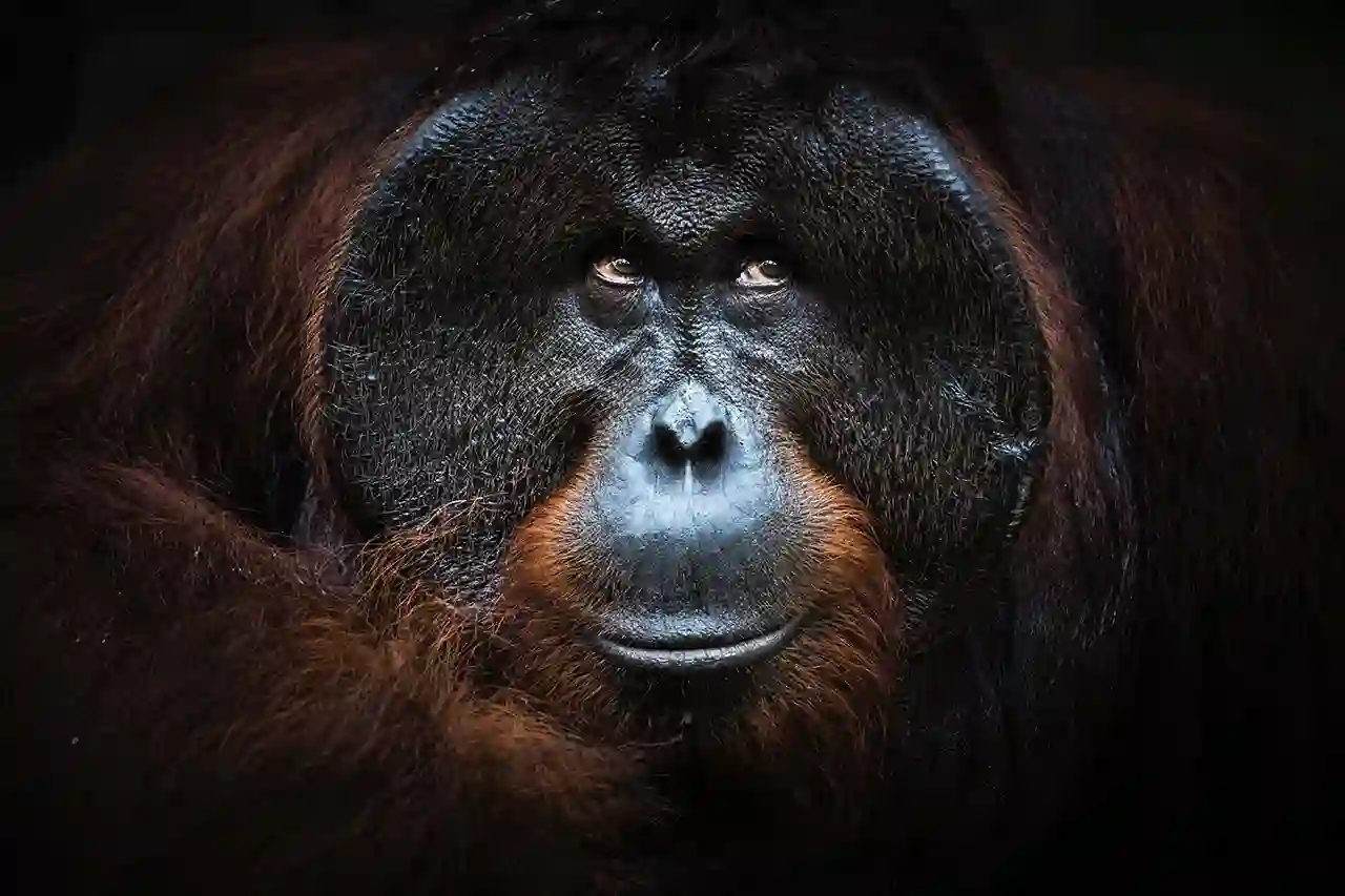 Male orangutan portrait in Indonesia by Marco Gaiotti, Nature Talks wildlife photography tour guide.