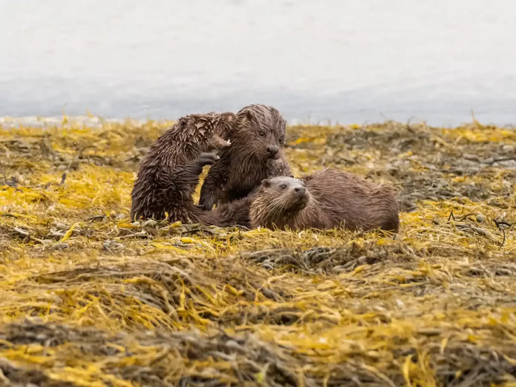 A parent otter (centre) is play fighting with two of its young at low tide on the Isle of Mull, Scotland.