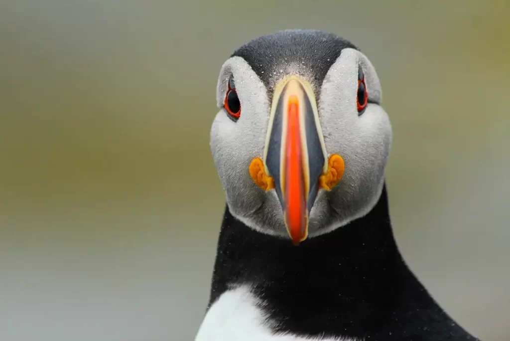 Portrait of an Atlantic puffin with water droplets on its face.