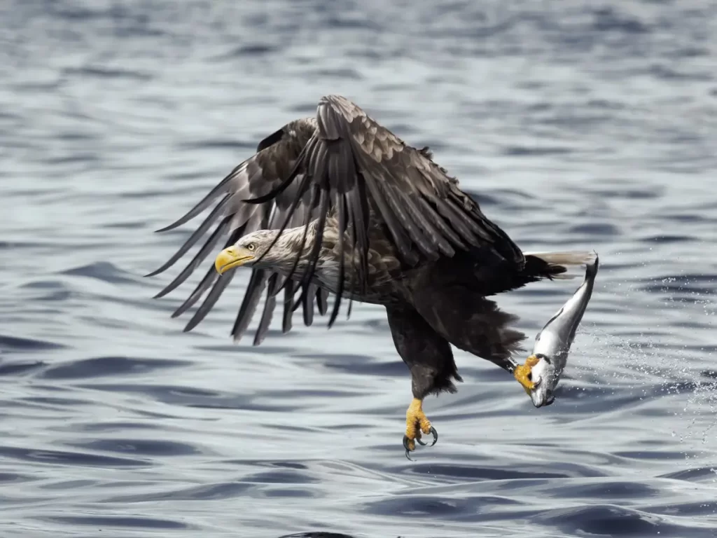 A white tailed eagle that has just caught a fish in a loch in the isle of Mull, Scotland.