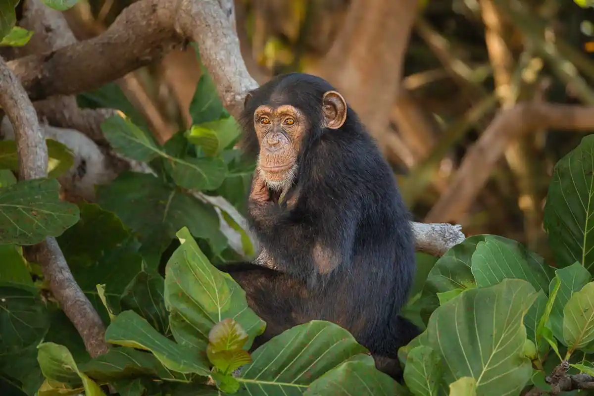 Portrait of a chimpanzee captured during a boat trip down the Gambia River by Nature Talks photography guide Benjamin Smail.