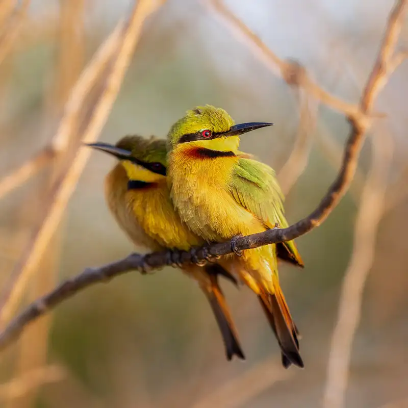 Little Green Bee-eaters Roosting on a Tree, photographed on Nature Talks’ Gambia Photography Tour by photography guide Benjamin Smail.