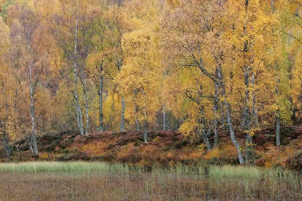 Golden autumn birch woodland beside a reed-fringed pond in the Cairngorms National Park, Scotland.