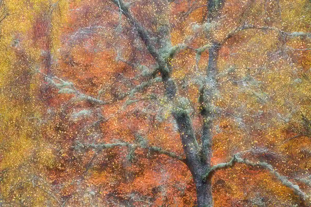 Lichen-covered tree surrounded by rich orange and golden autumn foliage in the Cairngorms, Scotland.