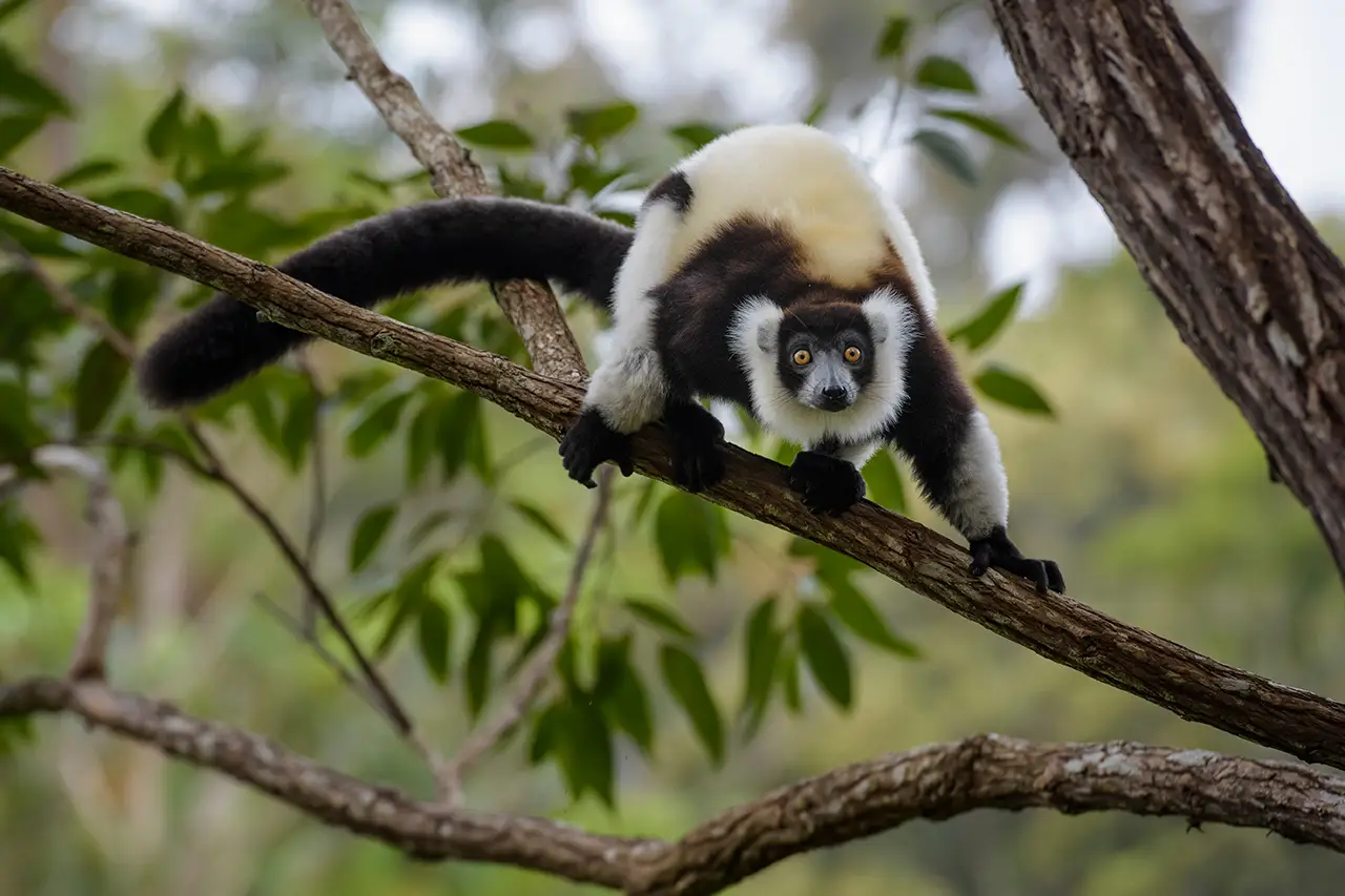 Black-and-white Ruffed Lemur photographed during a Nature Talks nature photography tour in Madagascar.