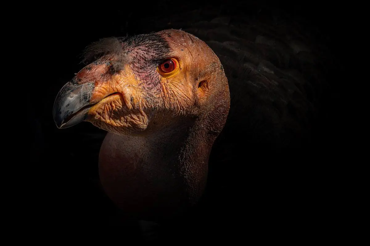 Dramatic close-up portrait of a California condor illuminated against a black background.