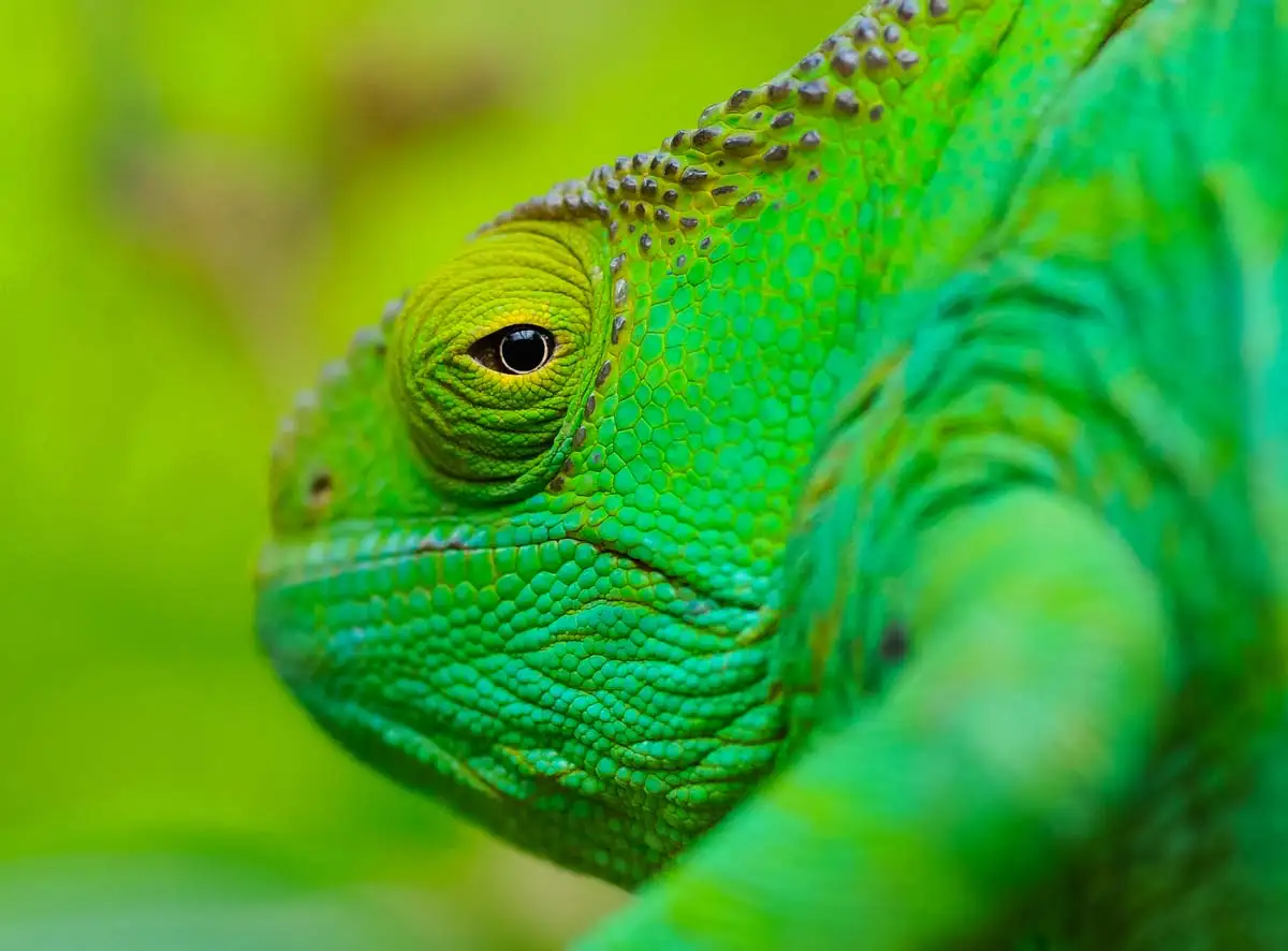 Chameleon photographed during a Nature Talks nature photography holiday in Madagascar.