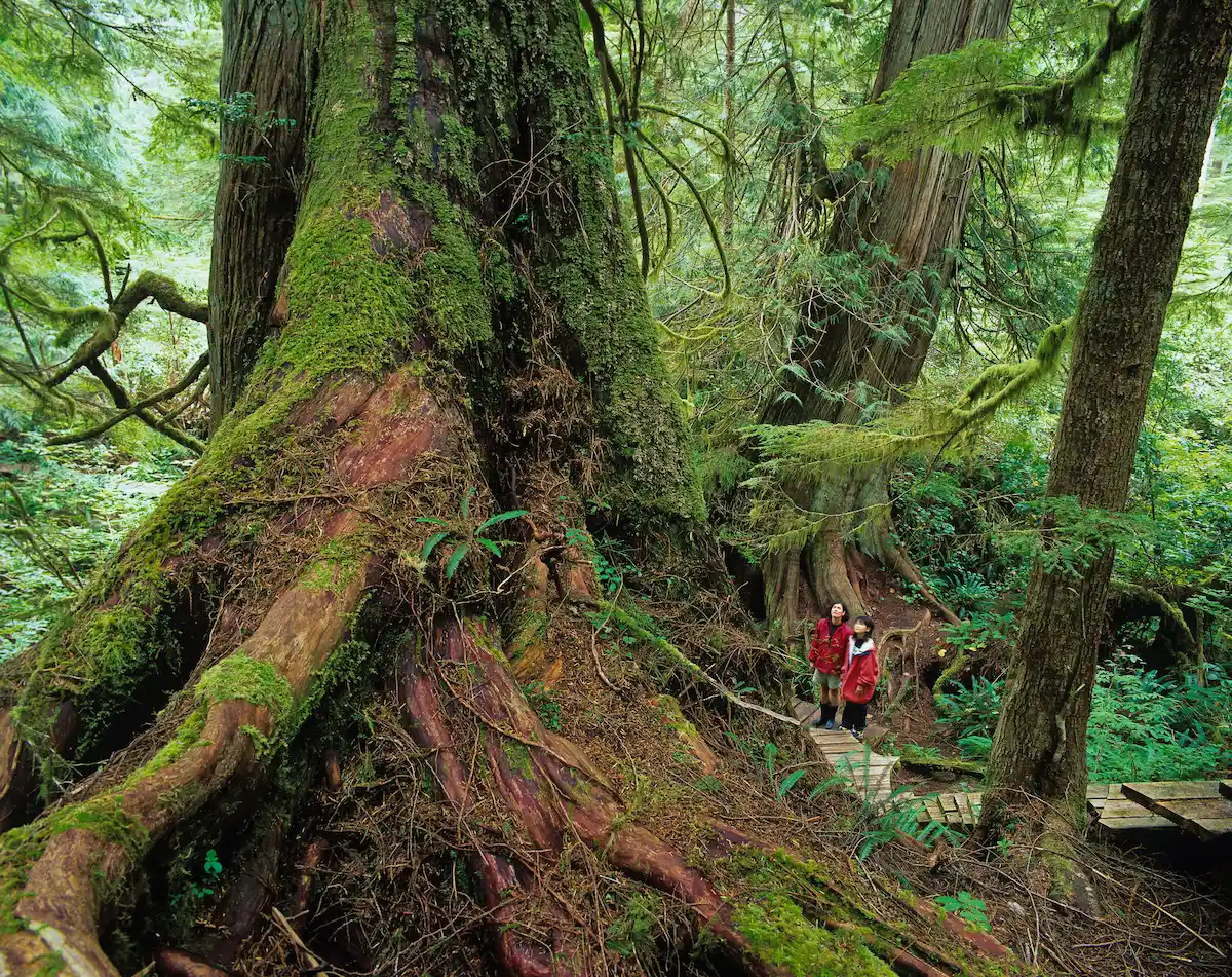 Two visitors looking up at enormous old-growth trees in the rainforest near Tofino, photographed by Garth Lenz.