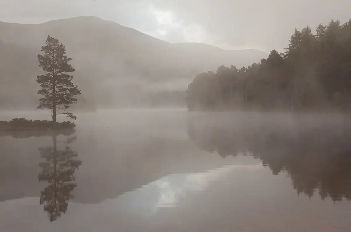 Lone Scots pine reflected in the misty waters of Loch an Eilein at dawn in the Cairngorms, Scotland.