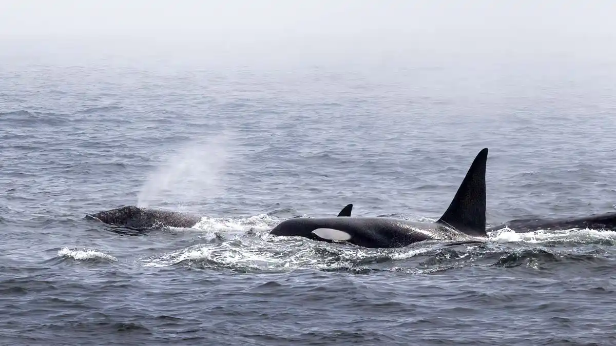 Orcas pursuing a grey whale through the Pacific Ocean off the California coast.