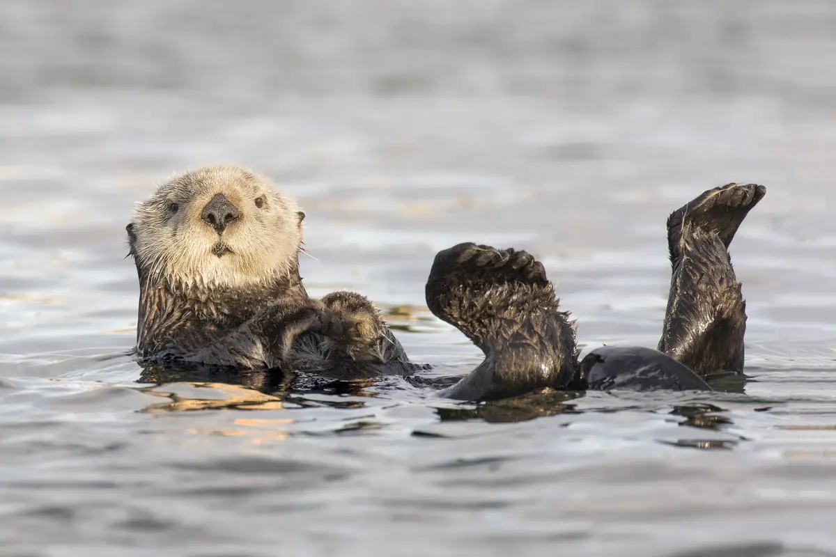 Sea otter floating on its back with its paws and hind flippers raised above the water off California.