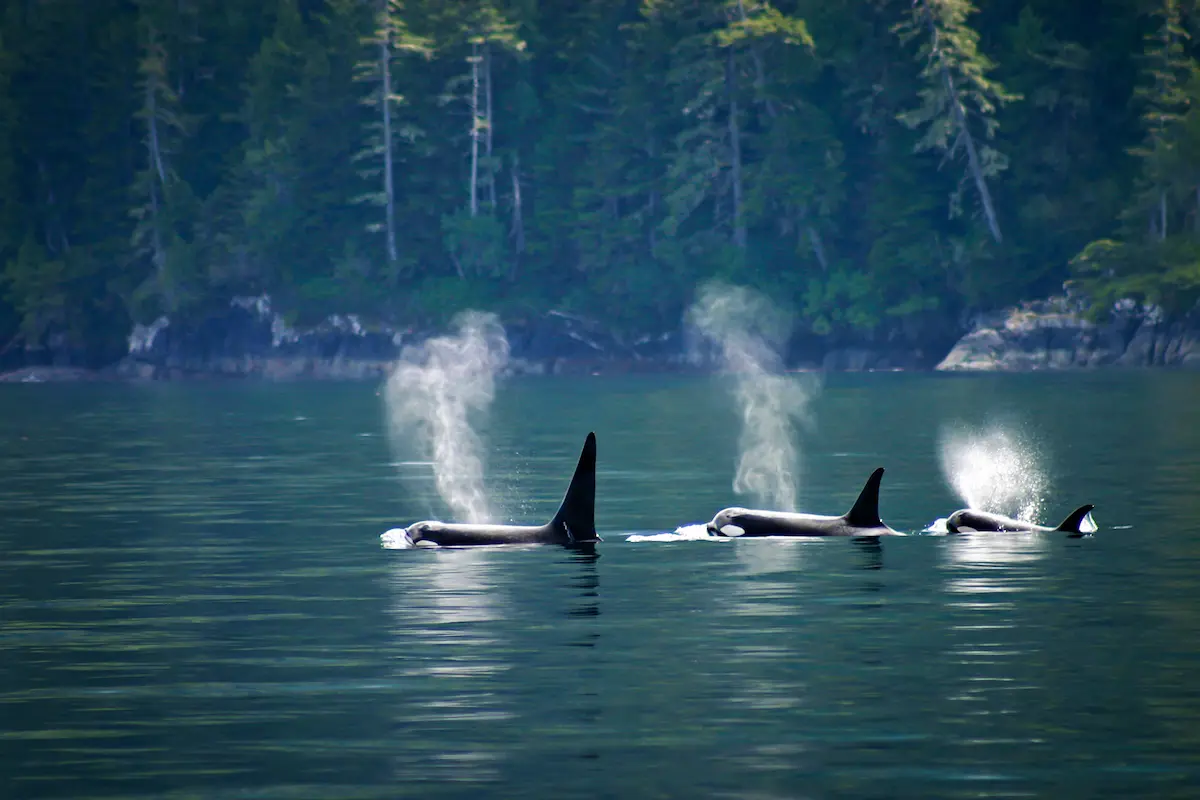 Three orca swimming in the waters of Tofino in British Columbia, Canada.